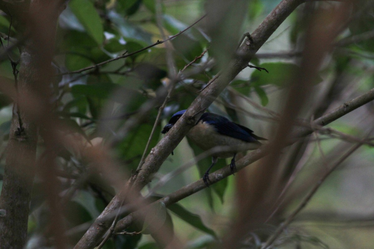 Fawn-breasted Tanager - ML620884324