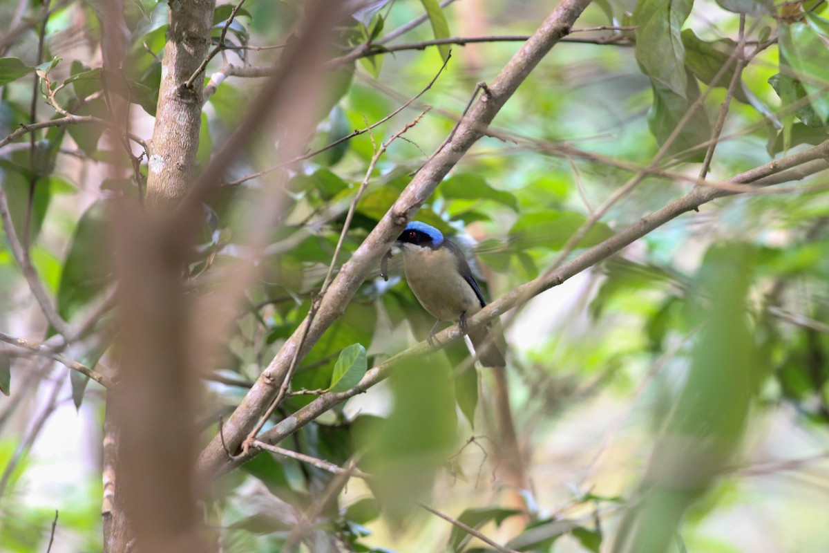 Fawn-breasted Tanager - ML620884325