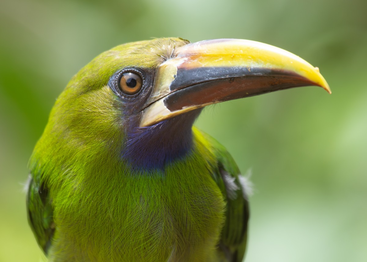 Northern Emerald-Toucanet - ML620884328