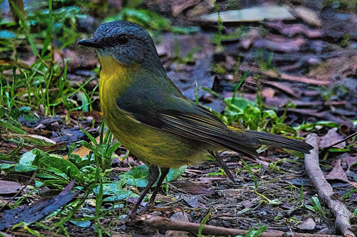 Eastern Yellow Robin - ML620884329