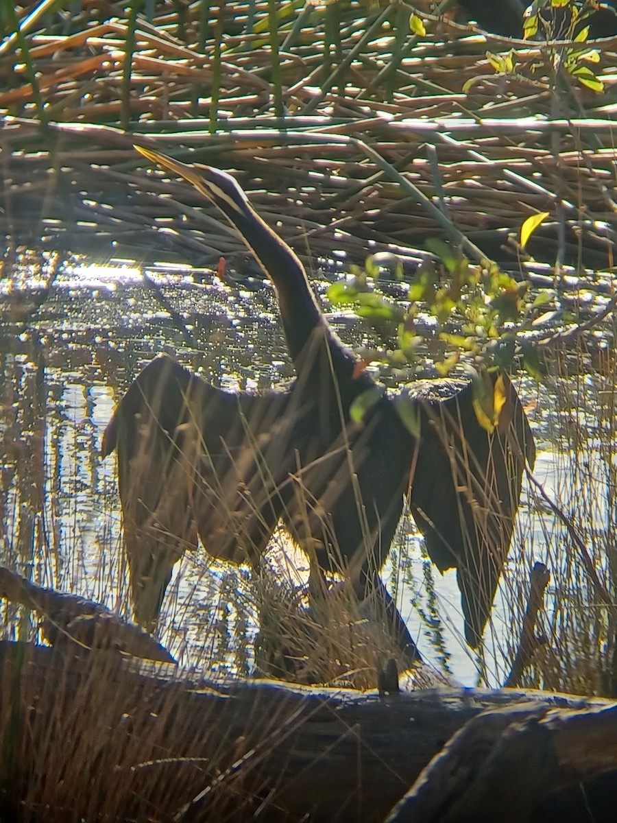Anhinga d'Australie - ML620884330