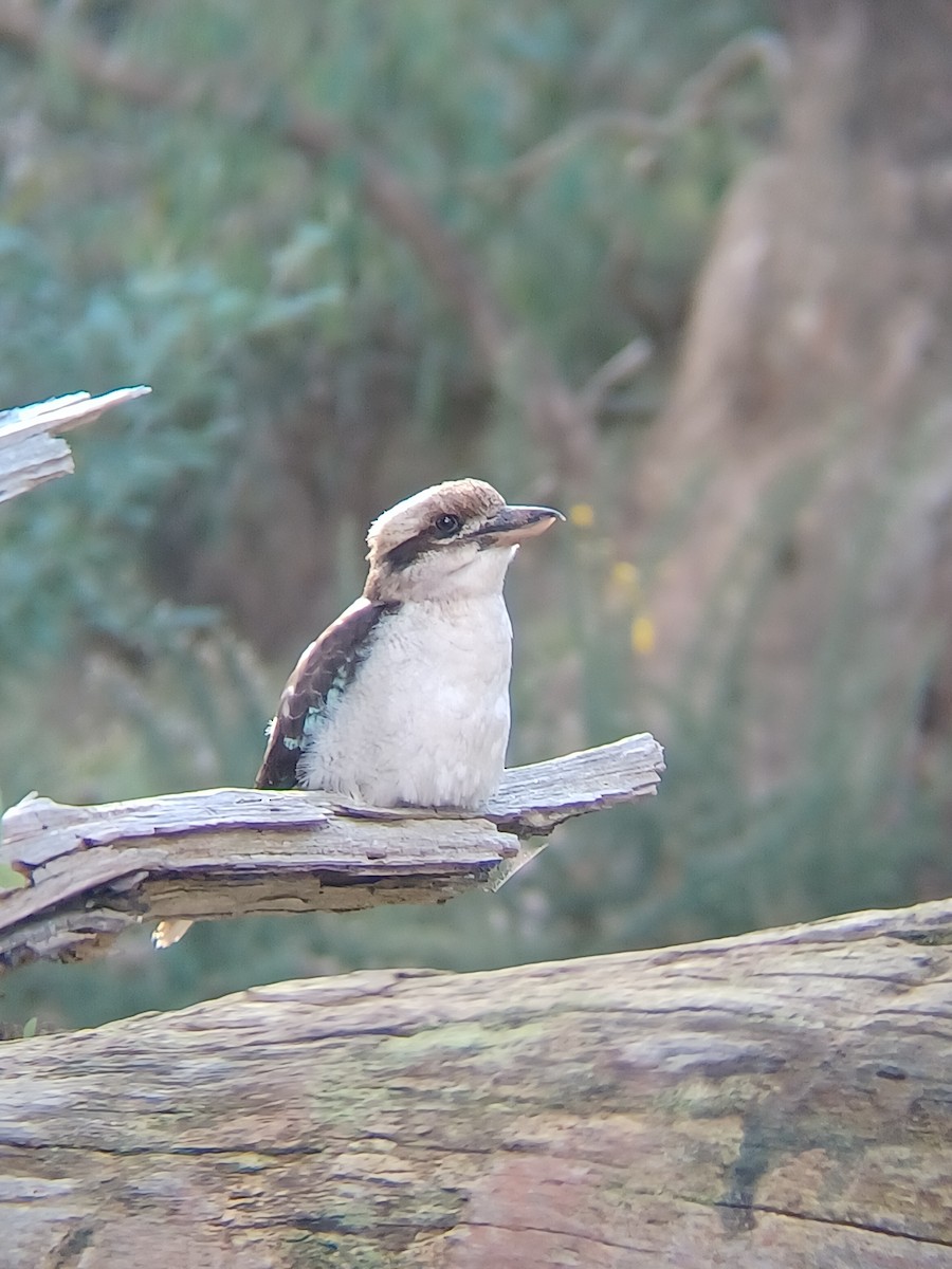 Laughing Kookaburra - ML620884332