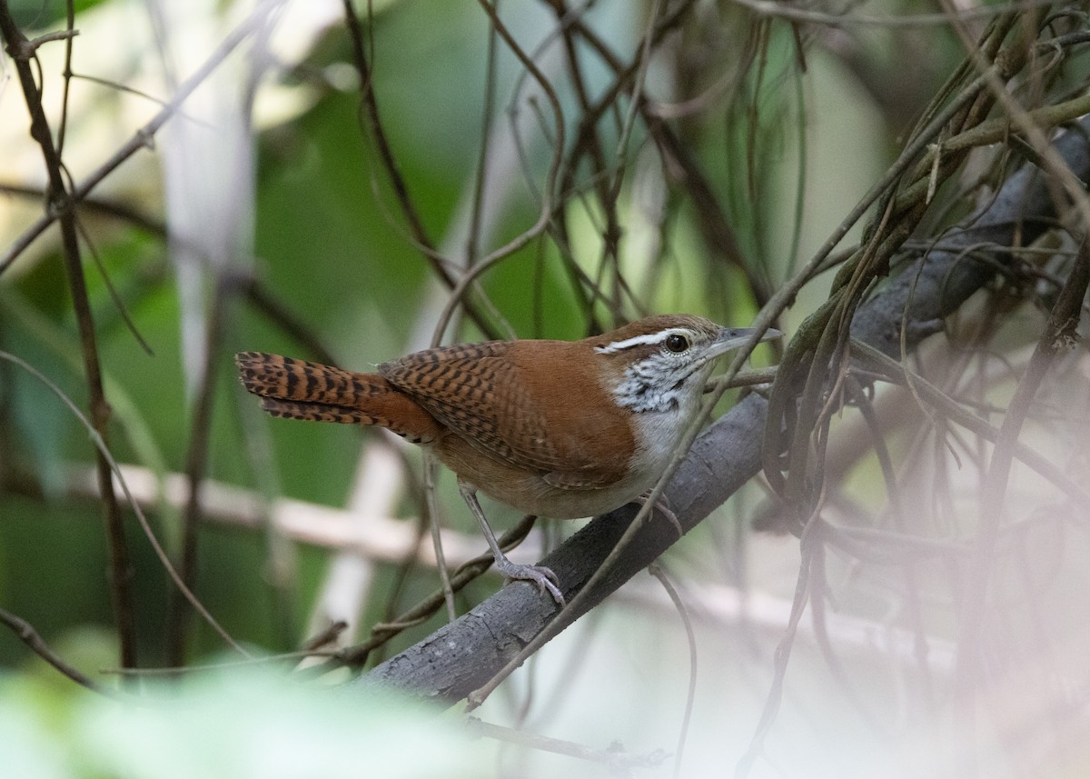 Rufous-and-white Wren - ML620884349