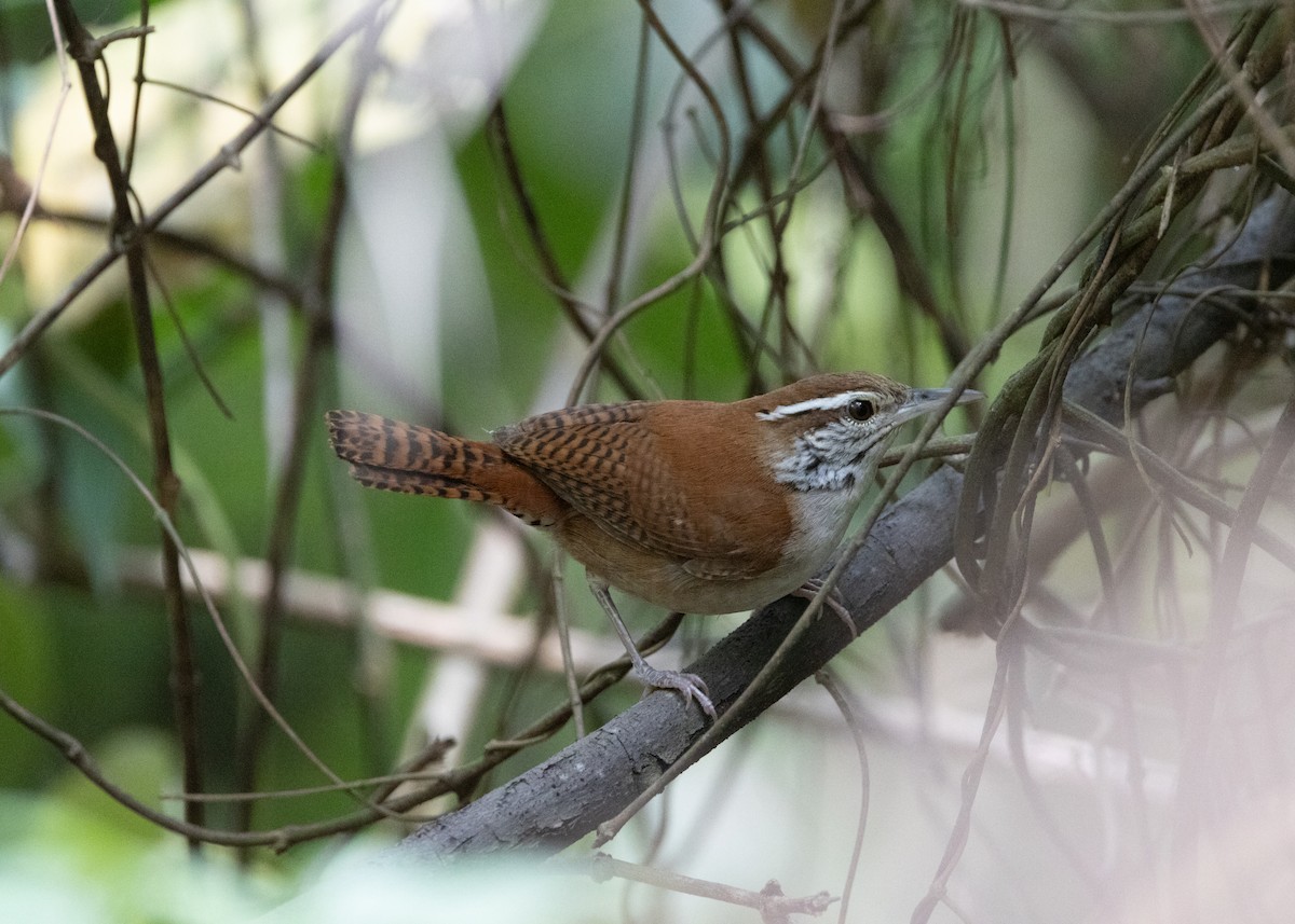 Rufous-and-white Wren - ML620884351