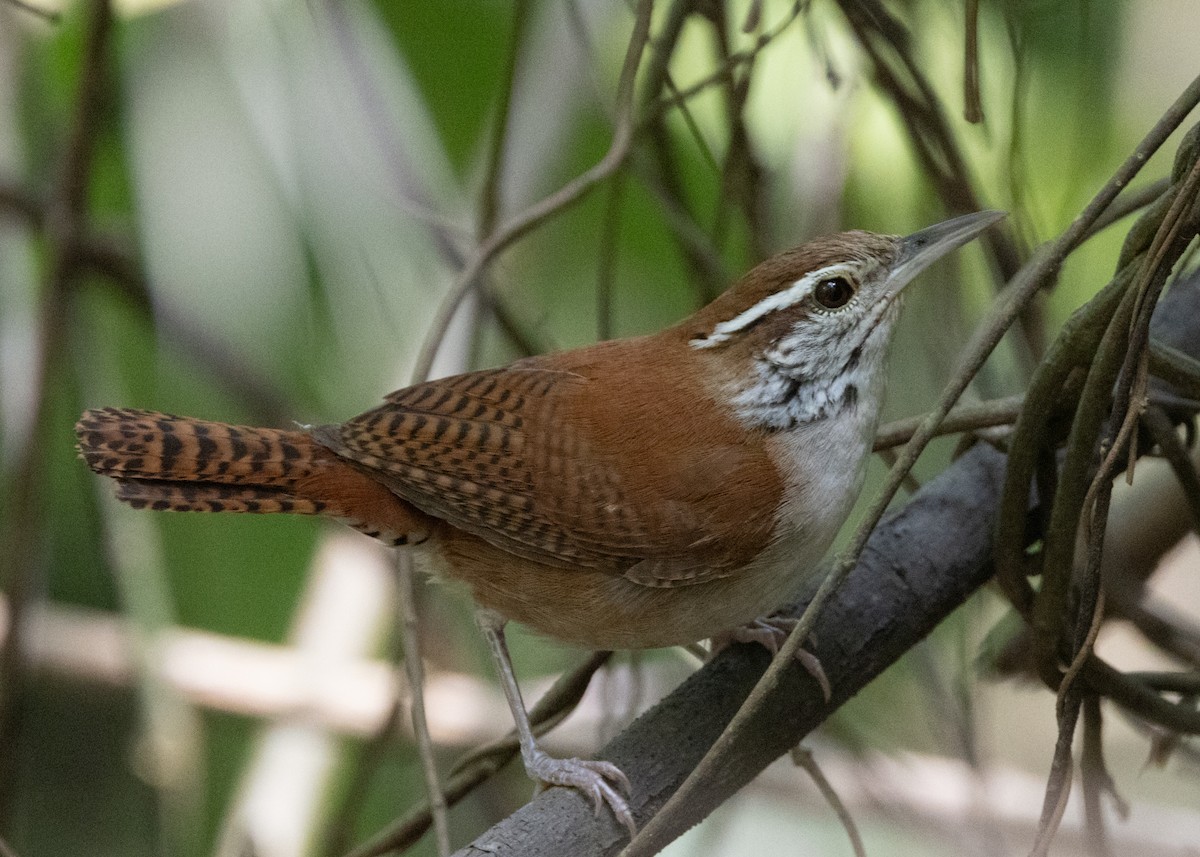 Rufous-and-white Wren - ML620884354