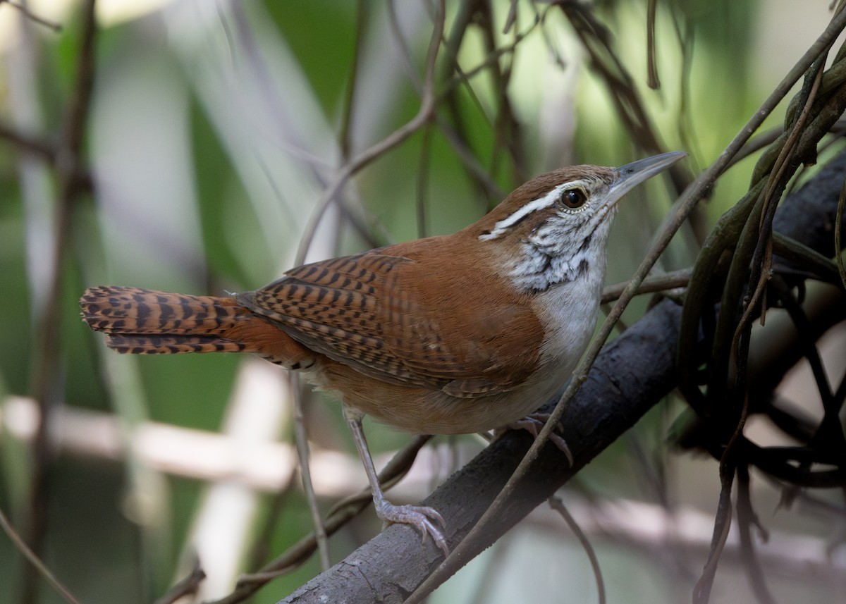 Rufous-and-white Wren - ML620884355