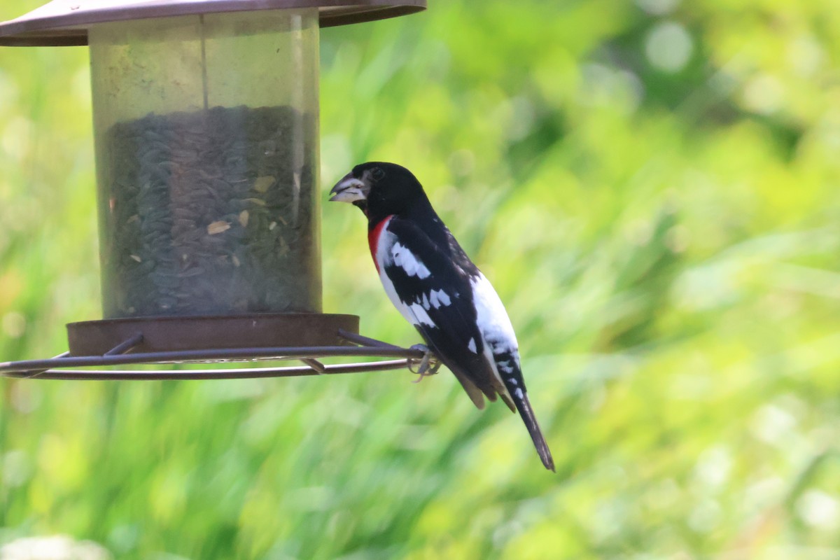 Rose-breasted Grosbeak - ML620884356