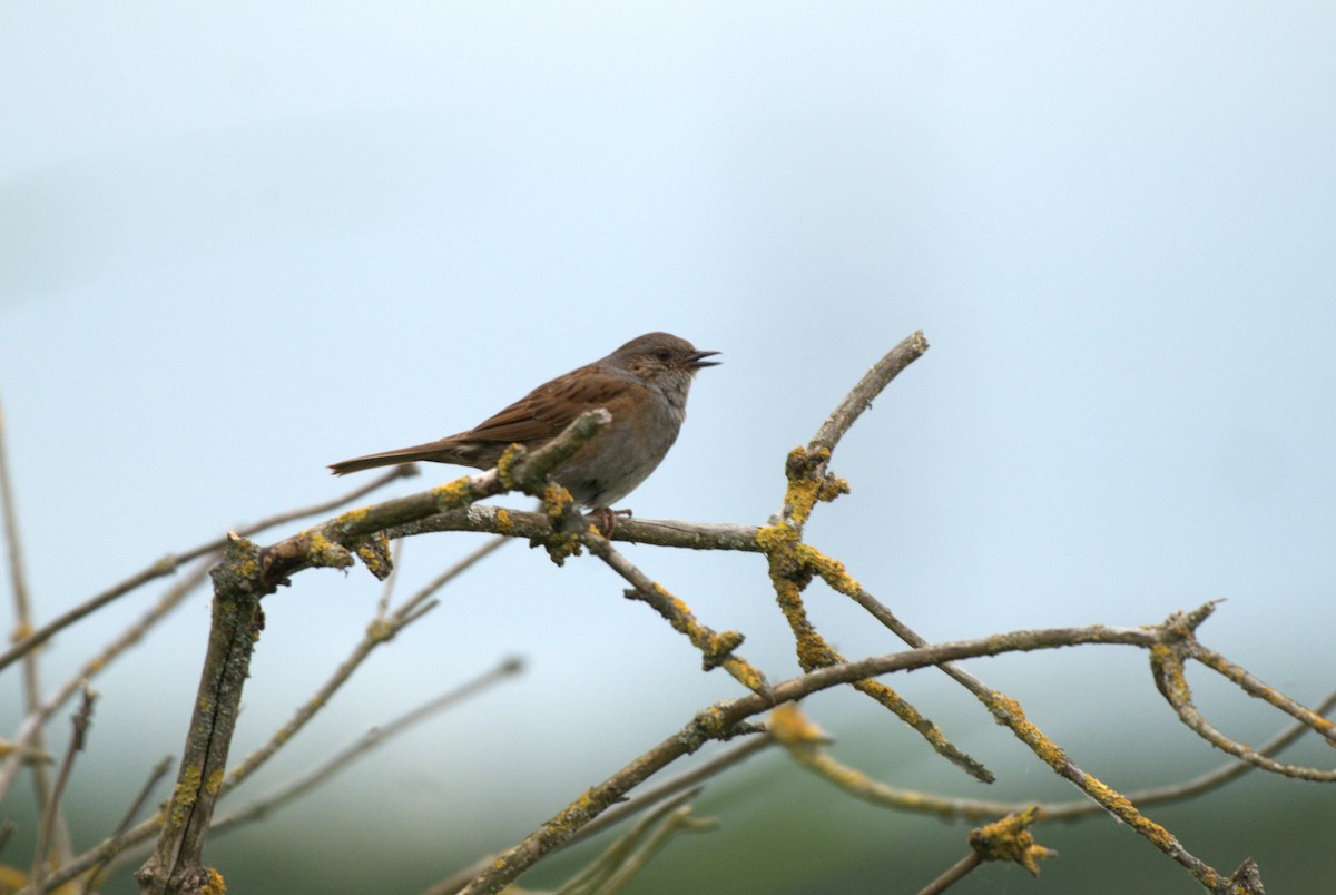 Dunnock - ML620884359