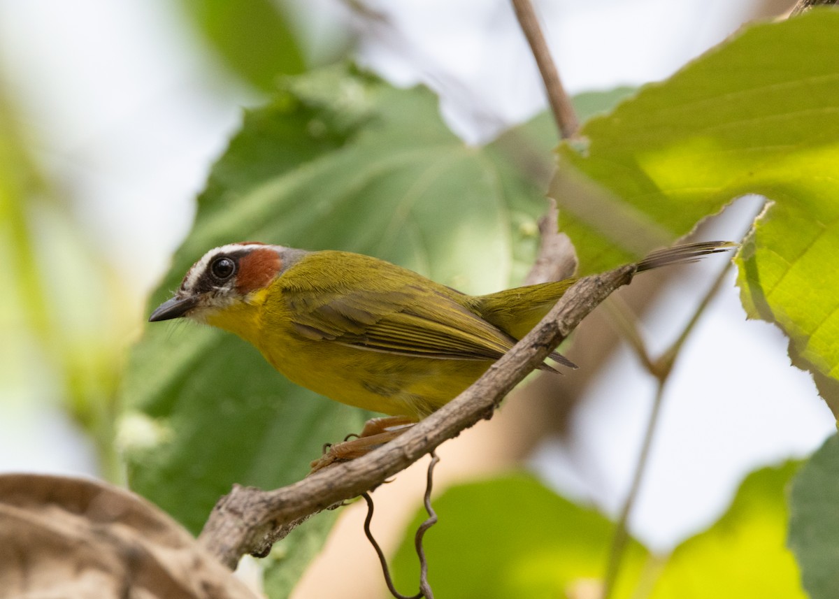 Chestnut-capped Warbler - ML620884362