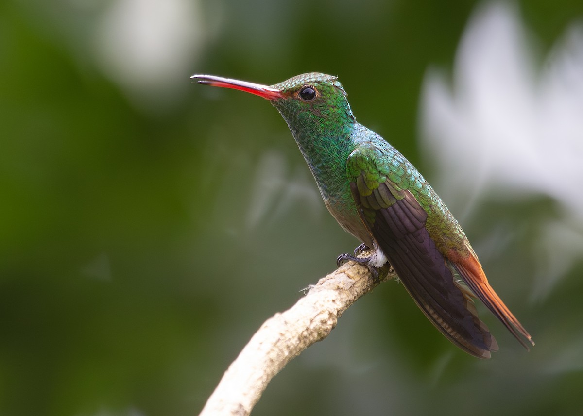 Rufous-tailed Hummingbird - ML620884374