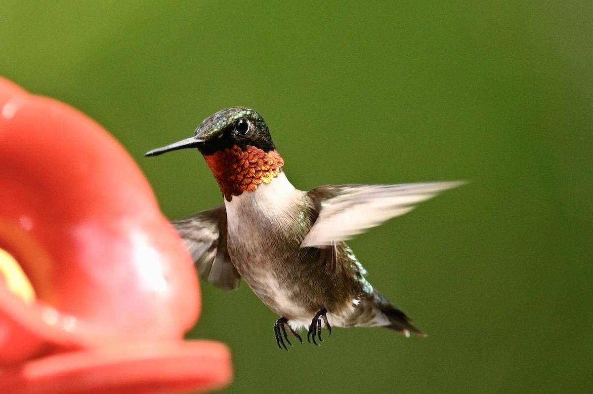 Colibri à gorge rubis - ML620884375