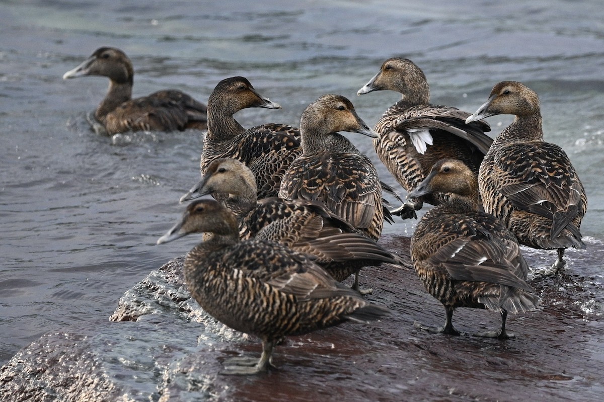 Common Eider - ML620884377