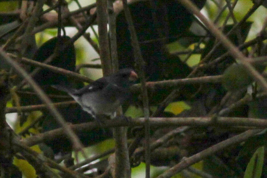 Gray Seedeater - ML620884382