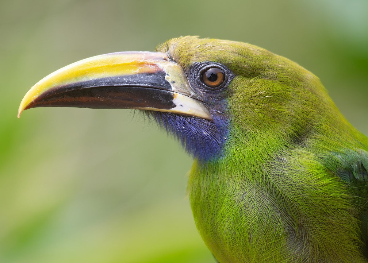 Northern Emerald-Toucanet - ML620884388