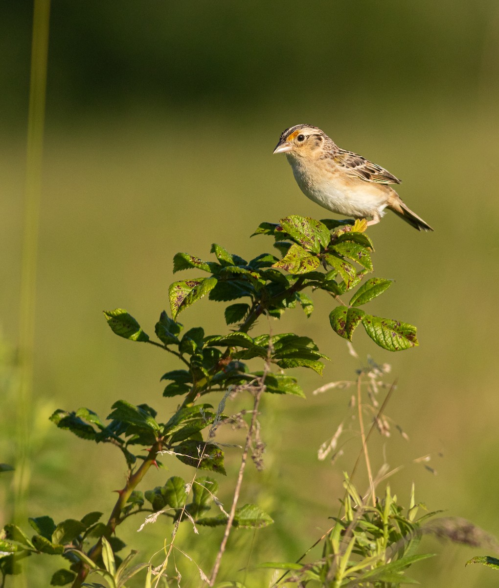 Grasshopper Sparrow - ML620884389