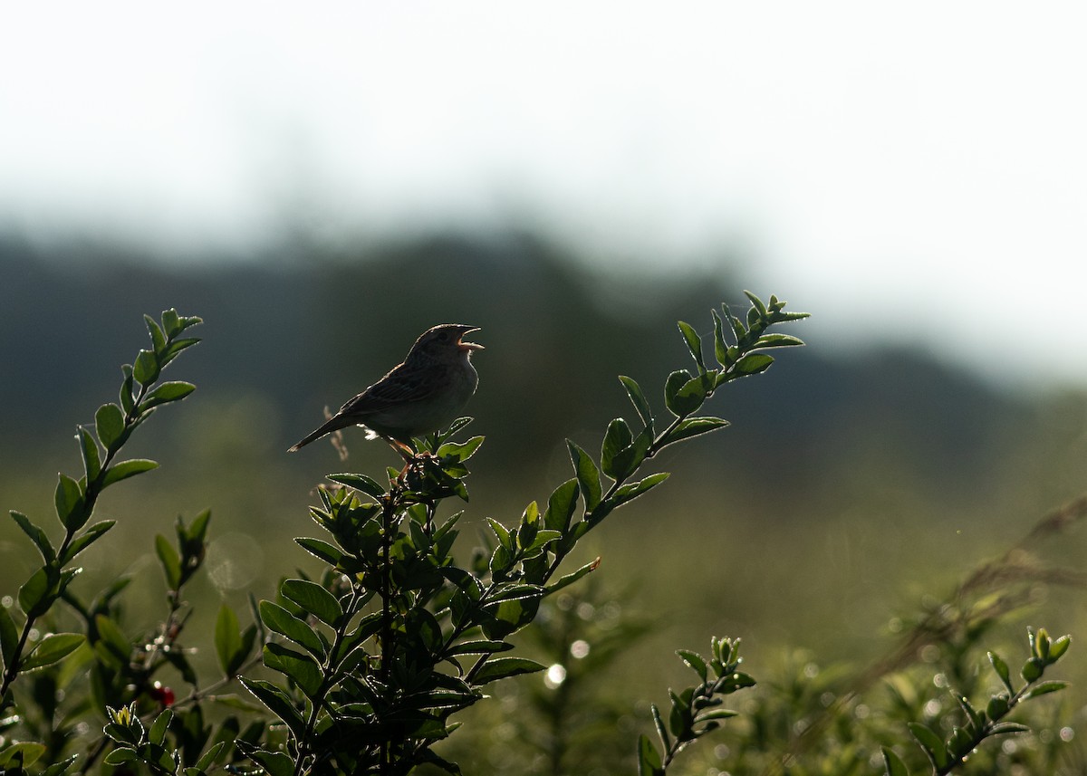 Grasshopper Sparrow - ML620884391