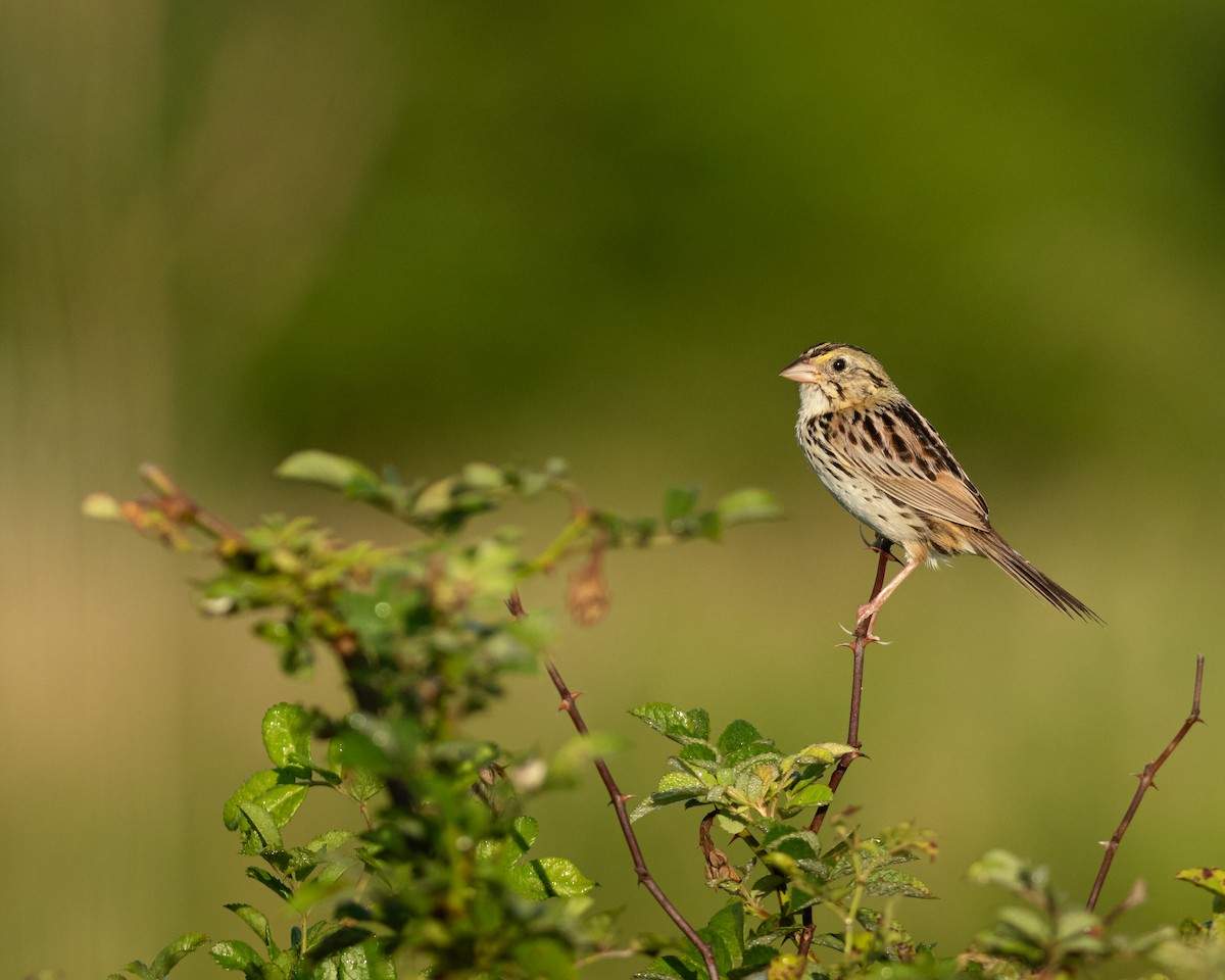 Henslow's Sparrow - ML620884395