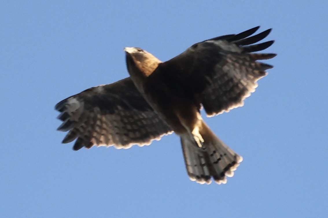 Little Eagle - ML620884404