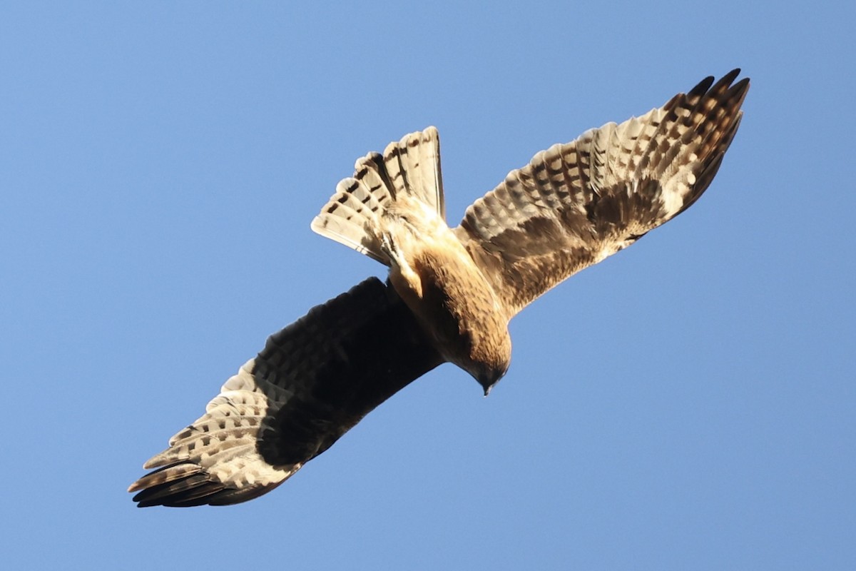 Little Eagle - ML620884405