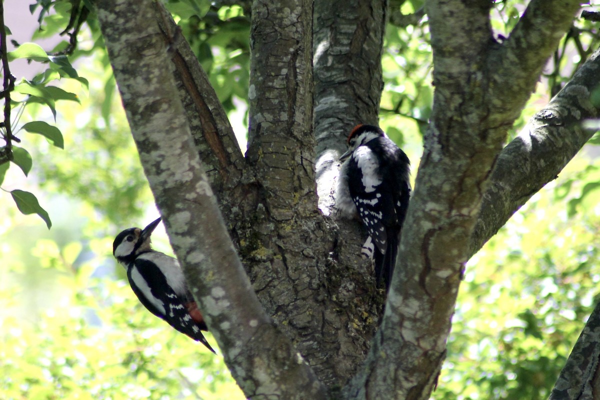 Great Spotted Woodpecker - ML620884412