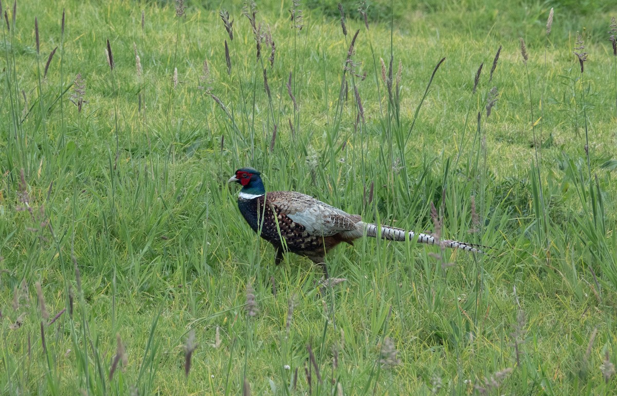 Ring-necked Pheasant - ML620884421