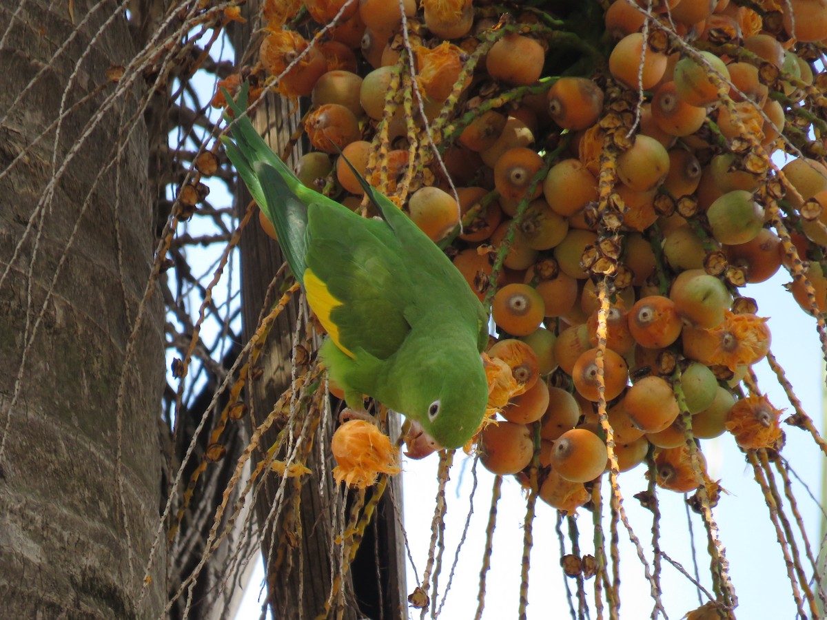 Yellow-chevroned Parakeet - ML620884428