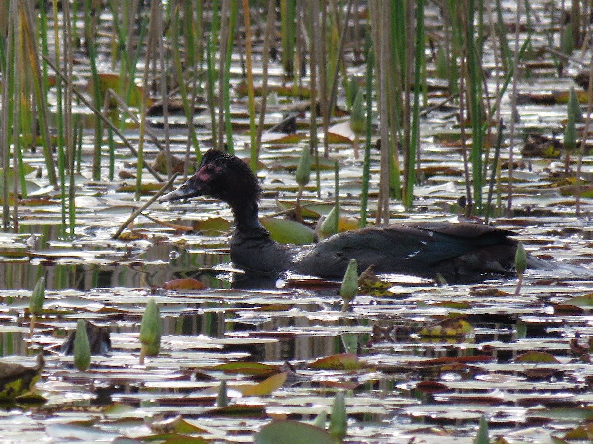 Muscovy Duck - ML620884429