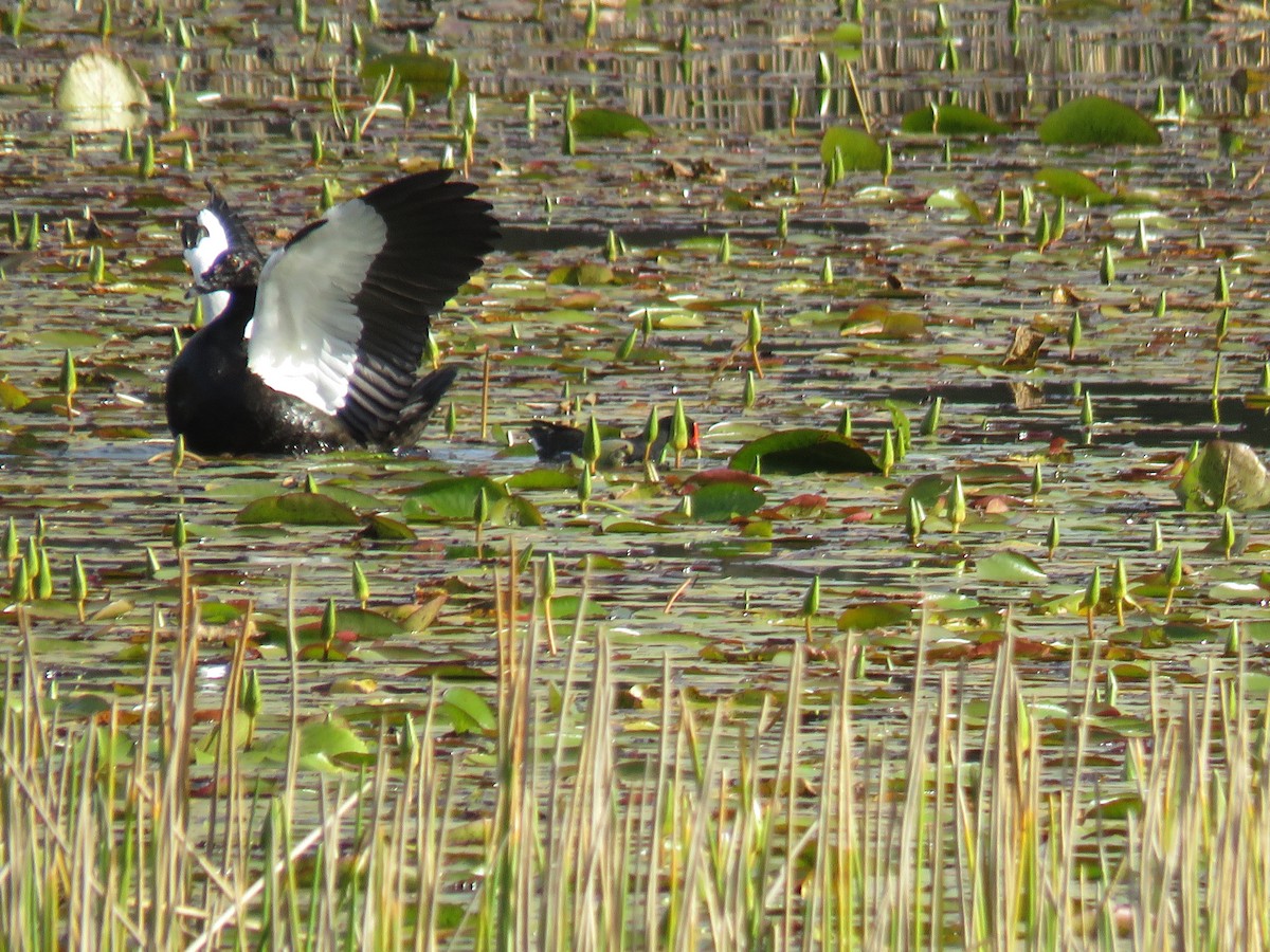 Muscovy Duck - ML620884430