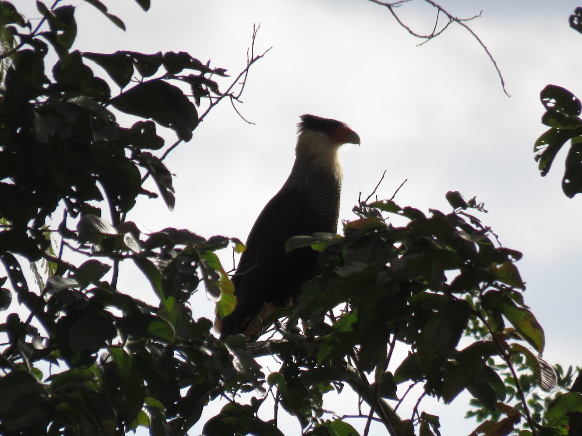 Caracara huppé - ML620884436