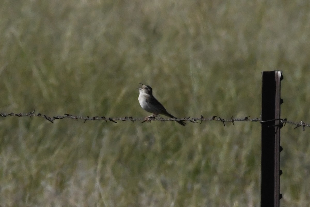 Cassin's Sparrow - ML620884437