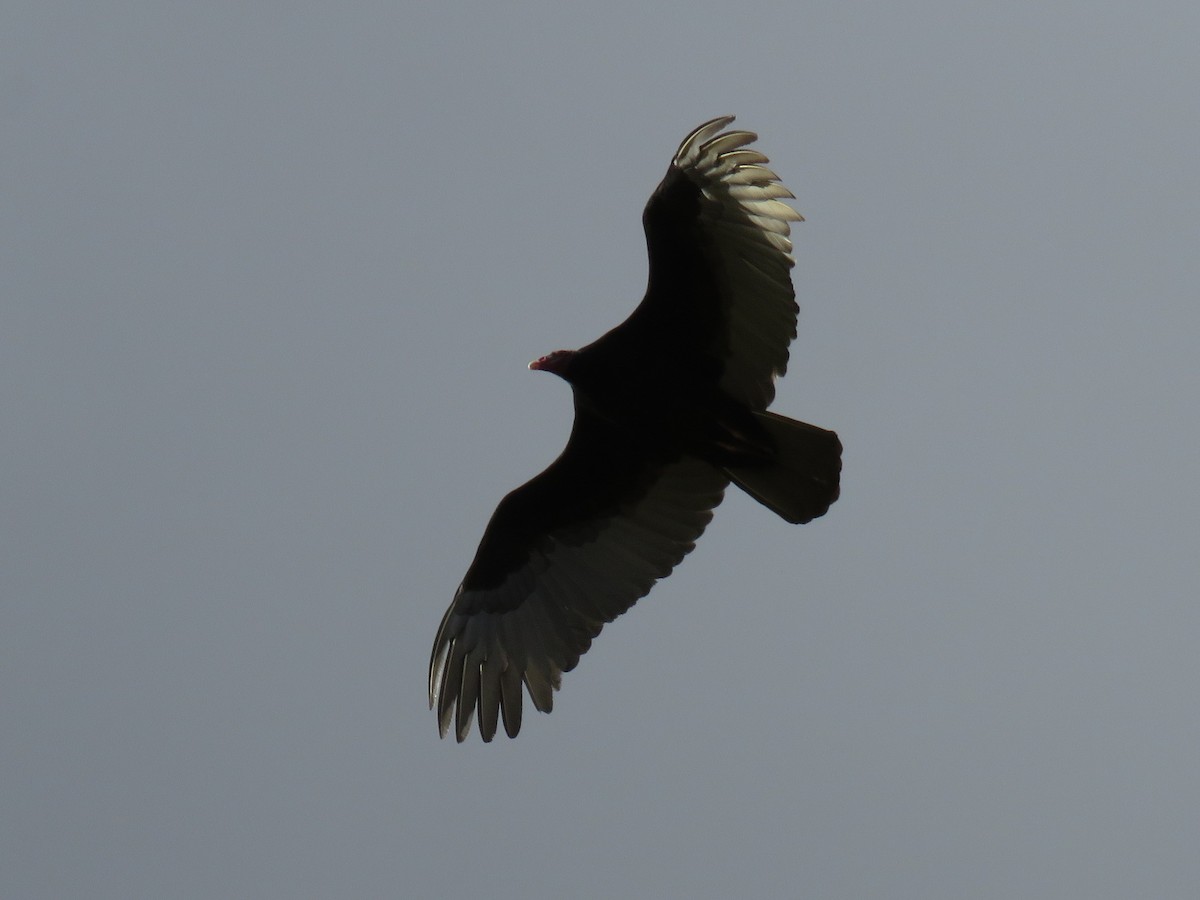 Turkey Vulture - ML620884438