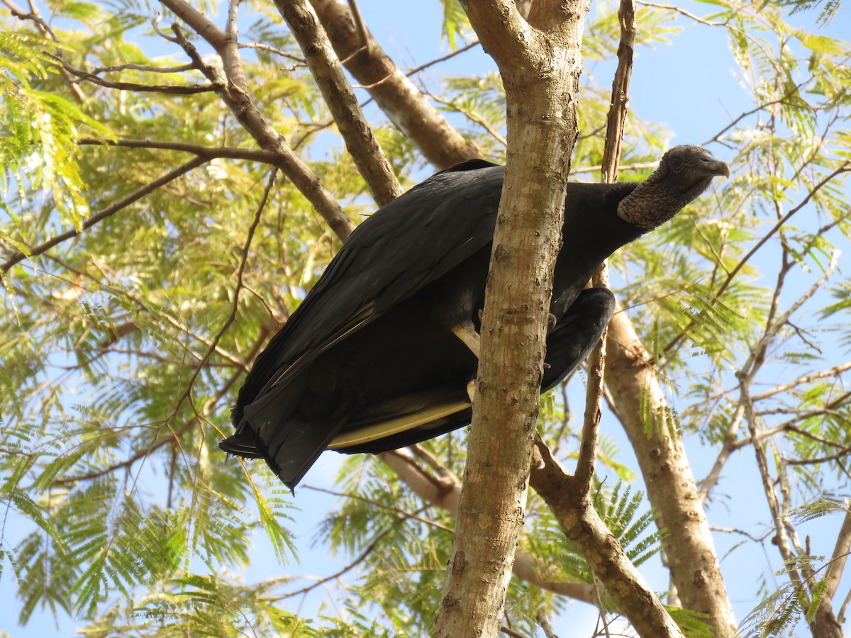 Black Vulture - ML620884440