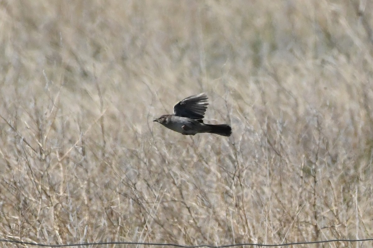 Cassin's Sparrow - ML620884441