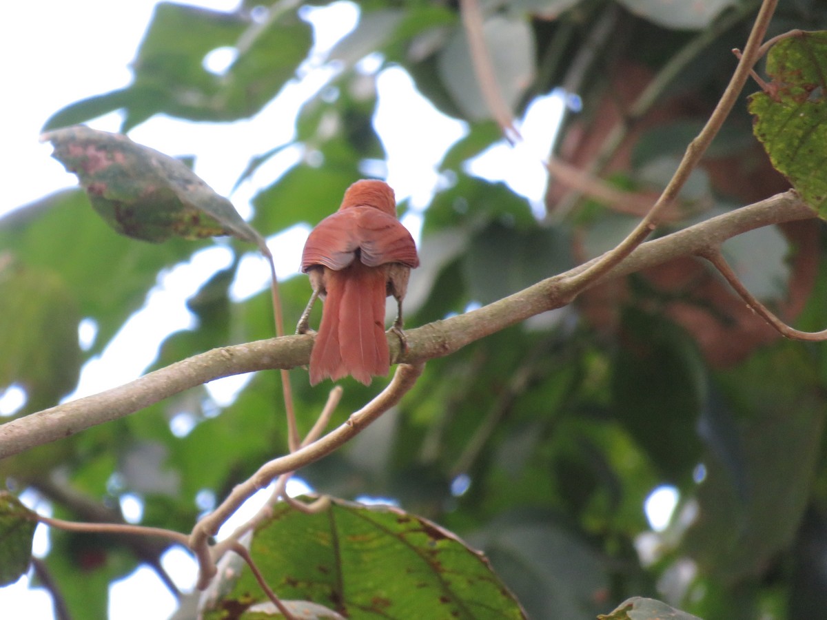 Rusty-backed Spinetail - ML620884444