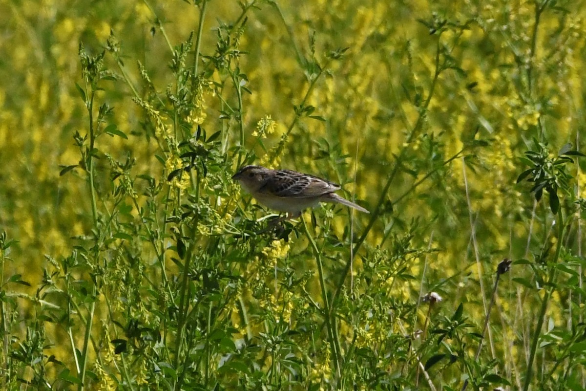 Grasshopper Sparrow - ML620884445