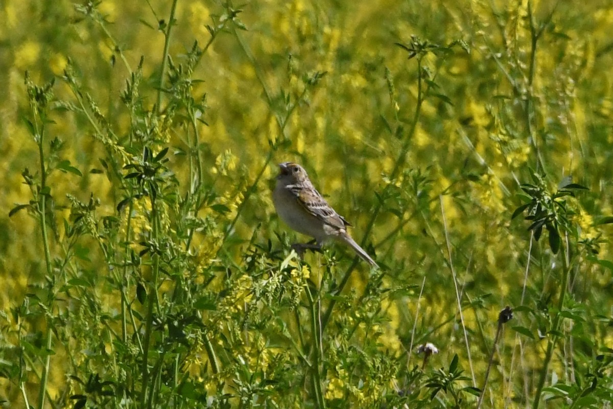 Grasshopper Sparrow - ML620884446