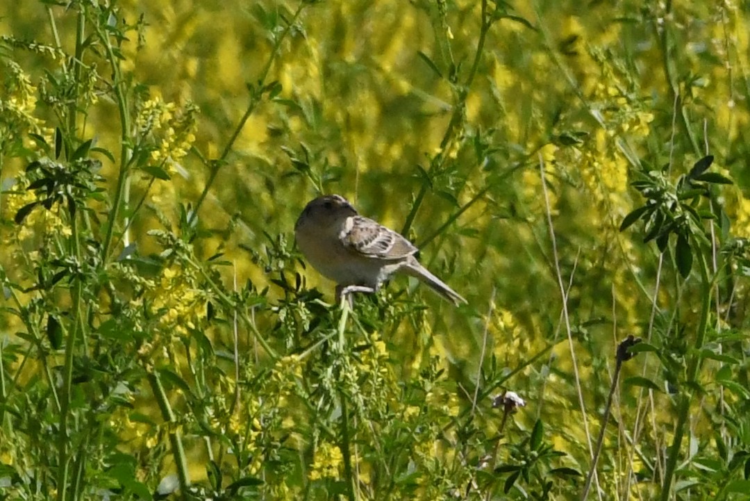 Grasshopper Sparrow - ML620884448