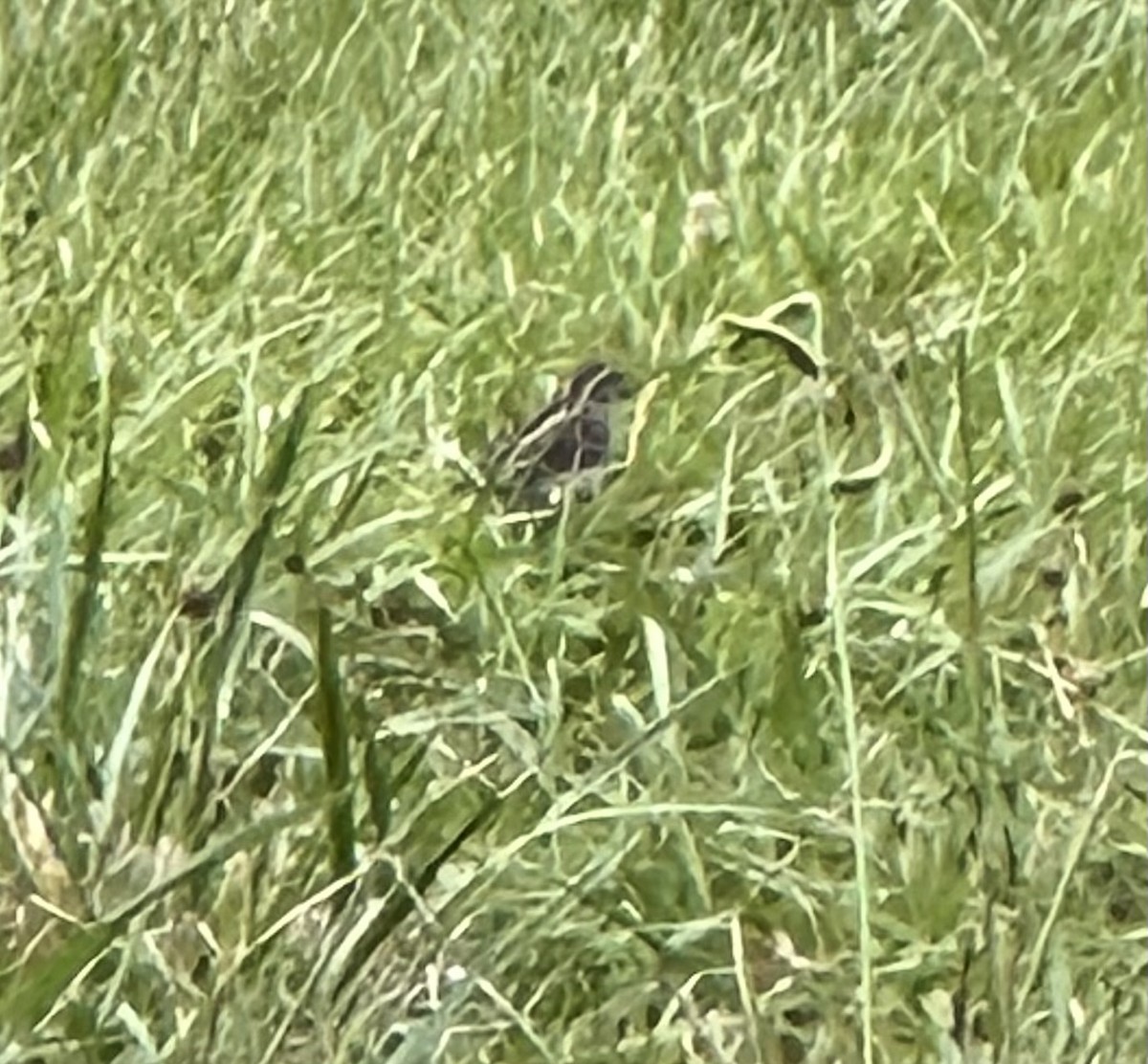 Chipping Sparrow - ML620884449