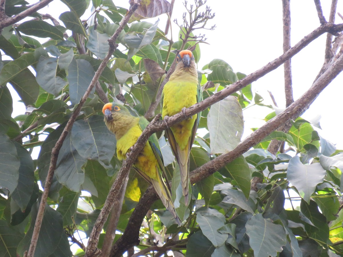 Peach-fronted Parakeet - ML620884450