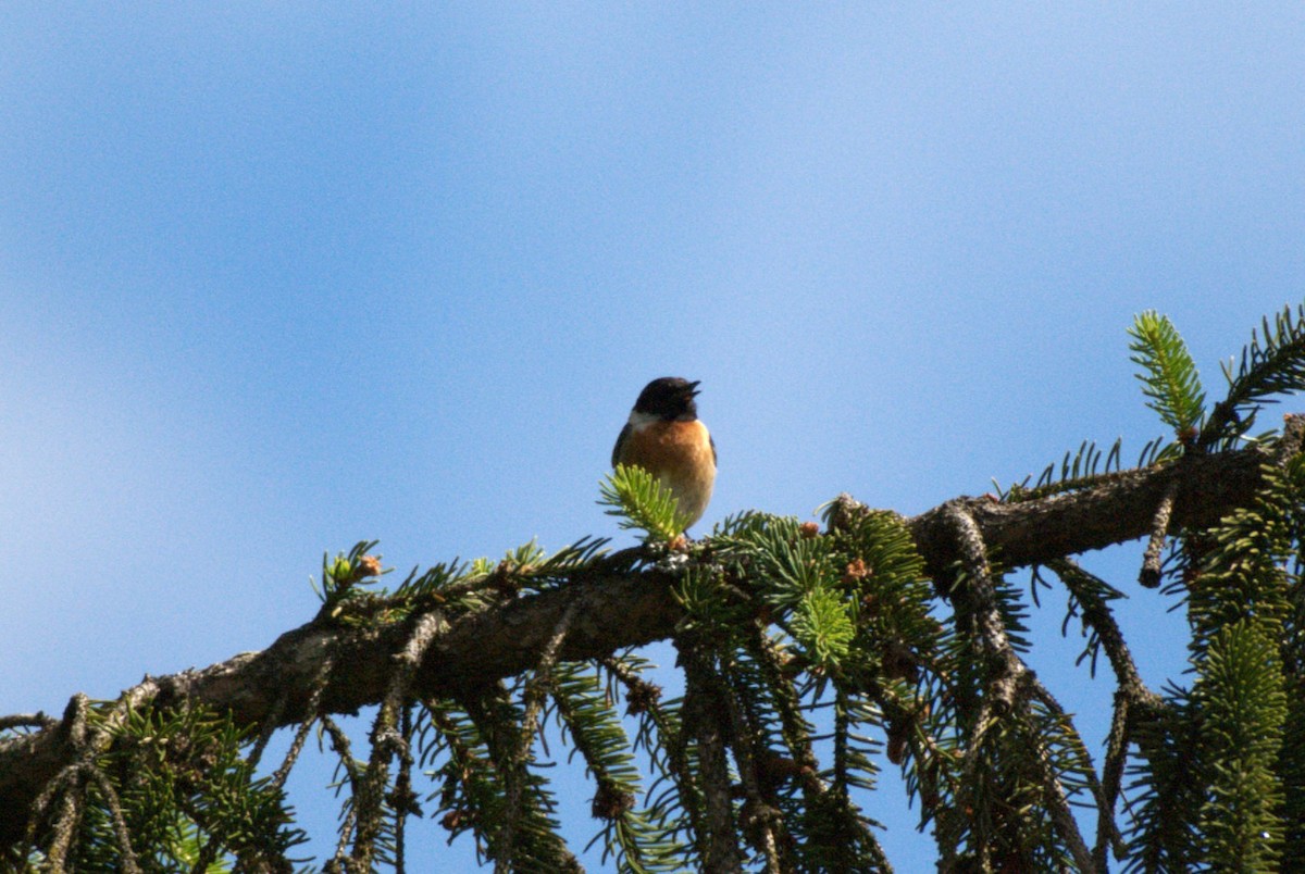 European Stonechat - ML620884456