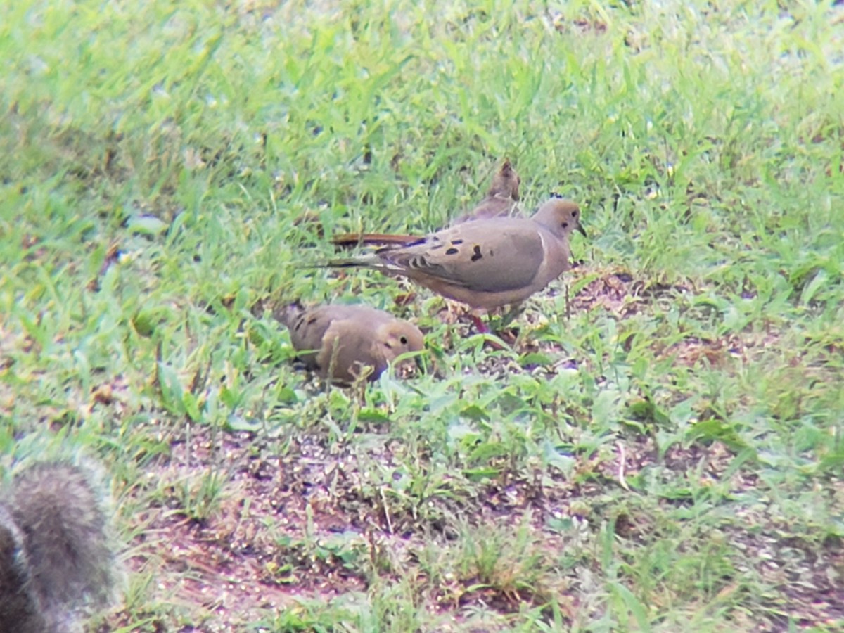 Mourning Dove - ML620884458