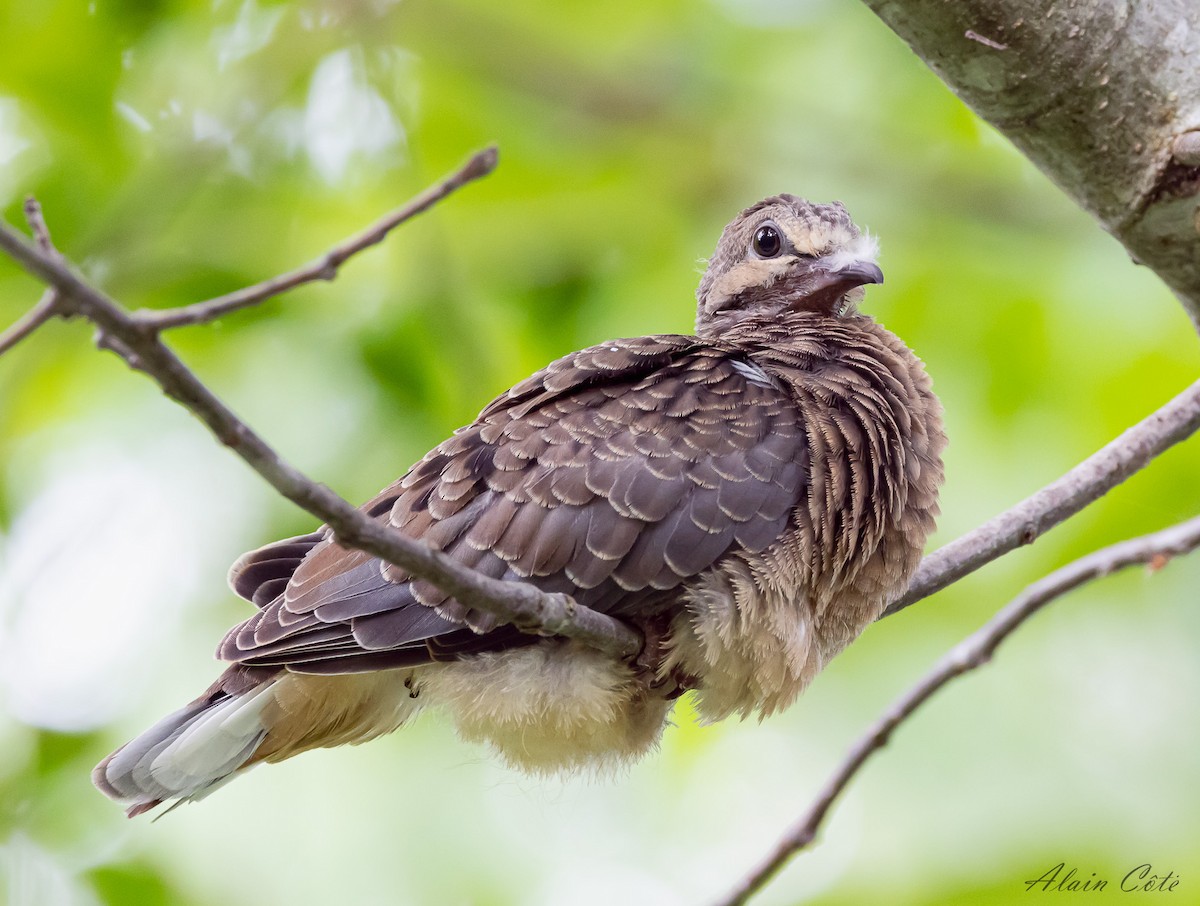 Mourning Dove - ML620884461