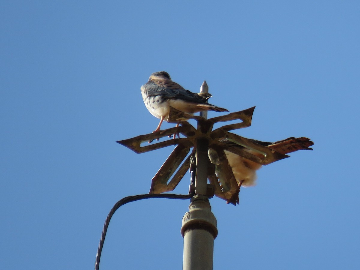 American Kestrel - ML620884462