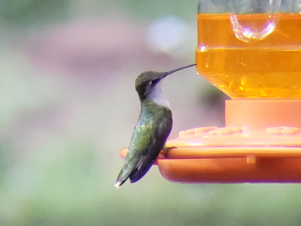Ruby-throated Hummingbird - ML620884467