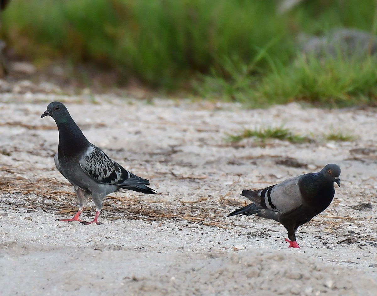 Rock Pigeon (Feral Pigeon) - ML620884476