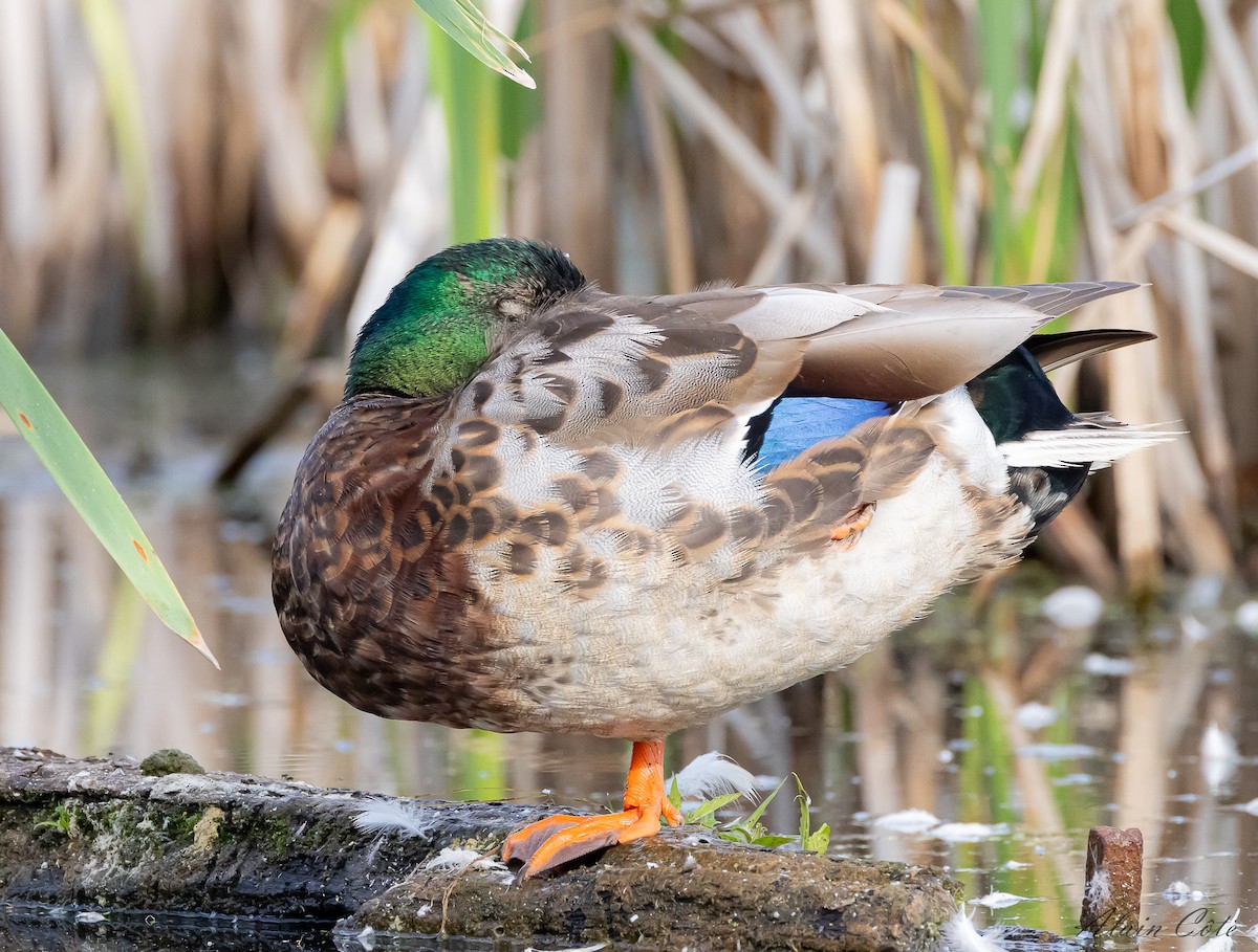 Canard colvert - ML620884478