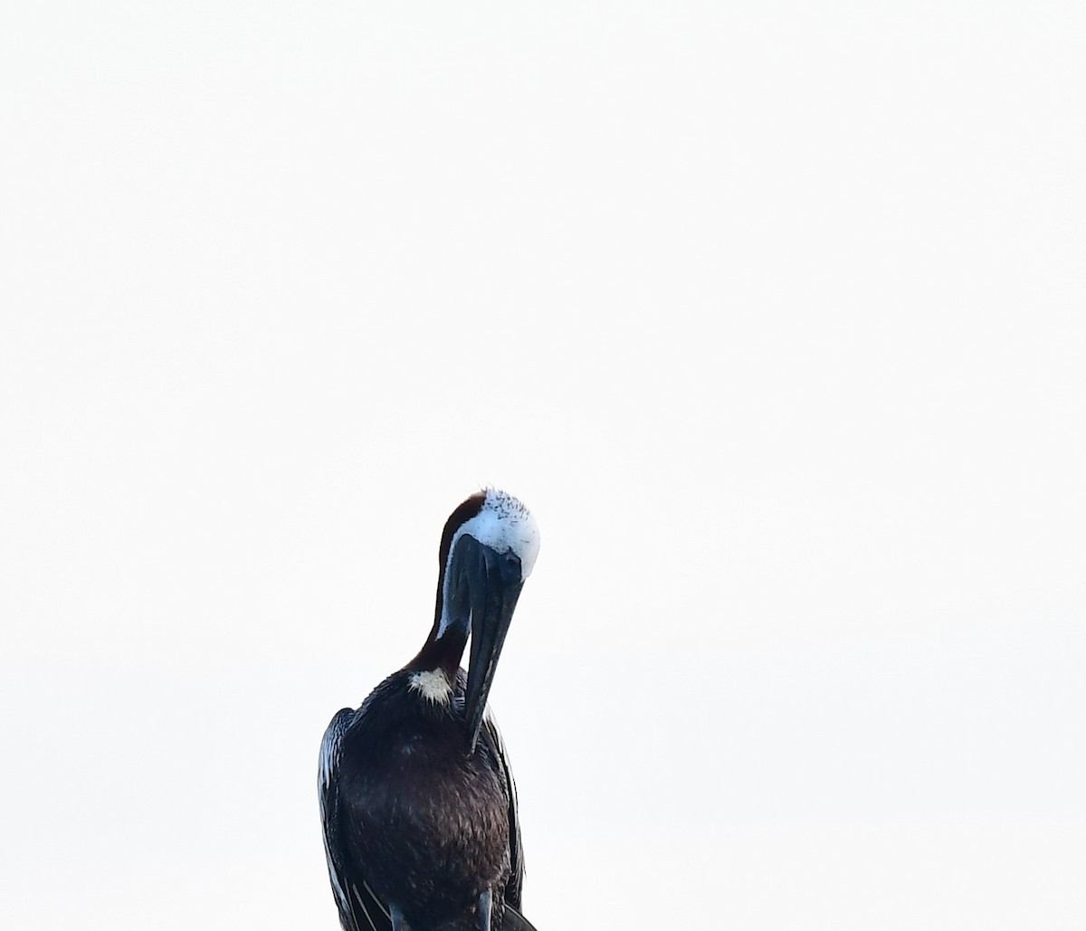 Brown Pelican - ML620884480