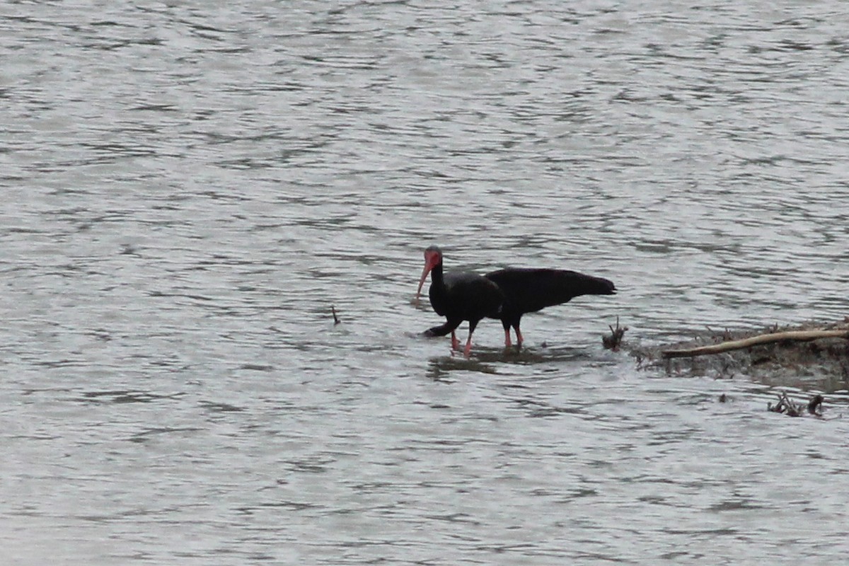 Bare-faced Ibis - ML620884487