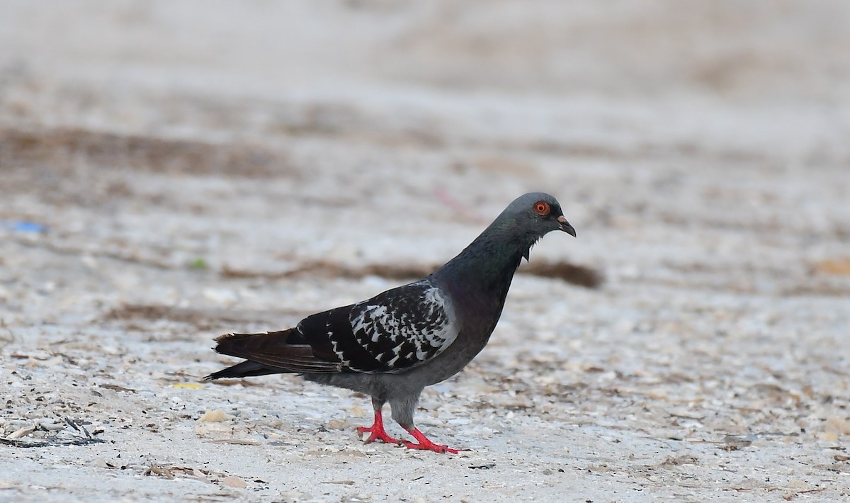Rock Pigeon (Feral Pigeon) - ML620884488