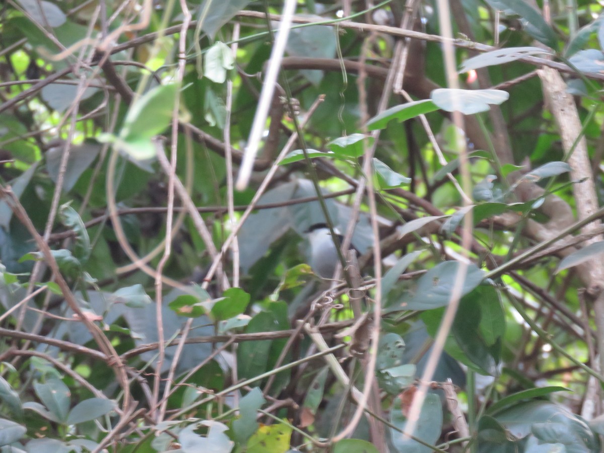 White-bearded Manakin - Luiz Fernando de Andrade Figueiredo Luiz Fernando